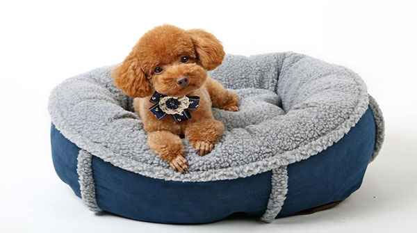 激光切割寵物用品，讓您的愛寵與眾不同